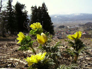 090321_1333_福寿草群生地（木島平村）