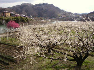 090329_0900_ろうかく梅園（信州新町）