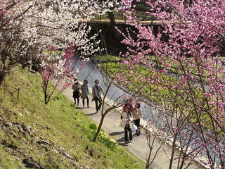 090328_1446_御宝田大王わさび農場（安曇野市）