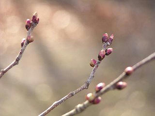 090404_0728_弘法山古墳のさくら（松本市）