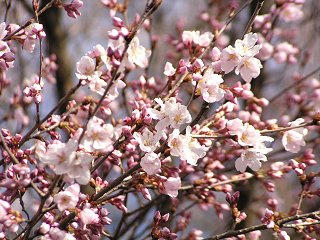 090404_0734_1_弘法山古墳のさくら（松本市）