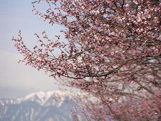 090404_0734_2_弘法山古墳のさくら（松本市）