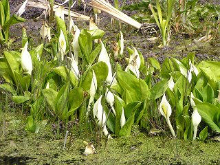 090404_0934_1_増水すると水没する橋（松本市梓川八景山）