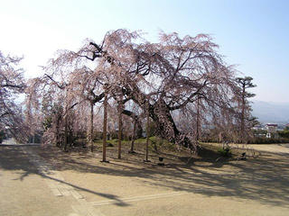 090411_0745_麻績の里舞台桜（飯田市）