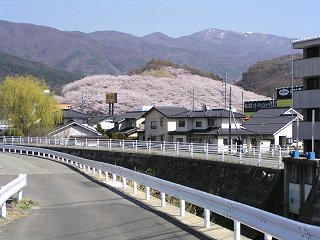 090411_1410_弘法山古墳のサクラ（松本市）