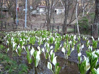090411_0619_みどり湖のミズバショウ群生地（塩尻市）