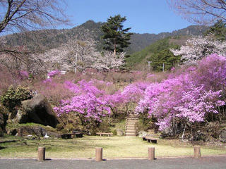090411_0941_天白公園にあるミツバツツジの群落地（南木曽町）