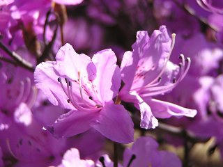 090411_0935_天白公園にあるミツバツツジの群落地（南木曽町）