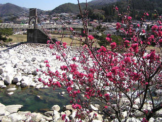 090411_0954_花桃と桃介橋（南木曽町）