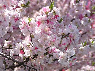 090411_1000_花桃と桃介橋（南木曽町）