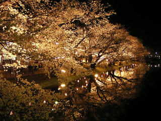 090411_2116_臥竜公園の夜桜（須坂市）