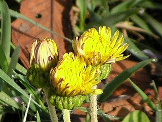 090418_0717_塩尻市営野球場・日本タンポポ（塩尻市）