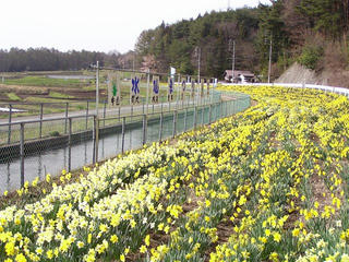 090418_0808_辰野町神戸の水仙まつり（辰野町）