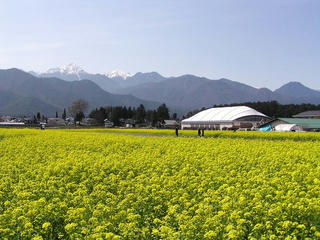 090418_1414_ほりがね物産センター横の菜の花畑（安曇野市）