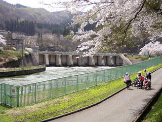 090419_1131_西大滝ダムのサクラ並木（飯山市）