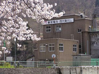 f090419_1134_西大滝ダムのサクラ並木（飯山市）