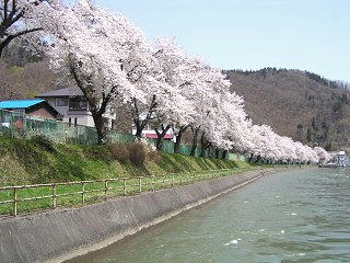 090419_1122_西大滝ダムのサクラ並木（飯山市）