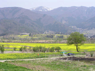090419_1205_飯山市常盤の菜の花畑（飯山市）