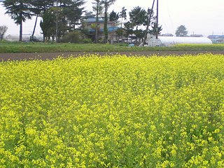 090425_0725_下新の菜の花畑（松本市）