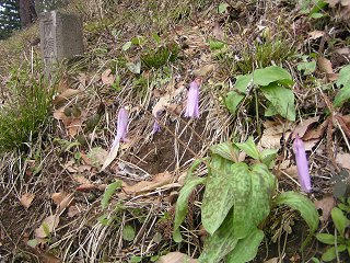 090426_1211_麻績村北山のカタクリ群生地（麻績村）