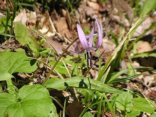 090429_1125_出早公園のかたくり（岡谷市）