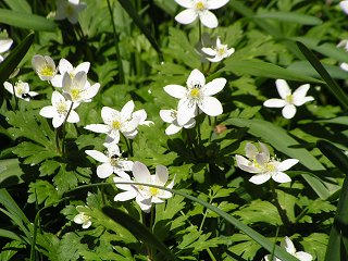 090429_1126_出早公園のニリンソウ（岡谷市）