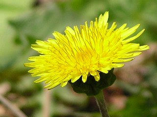 090429_1130_出早公園の日本タンポポ（岡谷市）