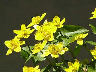 090429_1226_津金寺自然探勝園に咲くリュウキンカ（立科町）