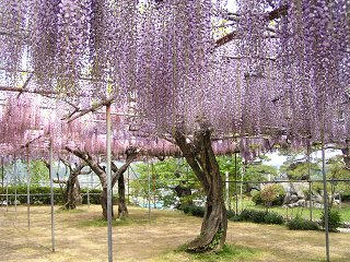 090503_0942_泉龍院の三色藤（豊丘村）