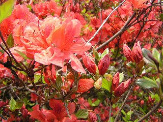 090505_1028_2_豊野つつじ山公園（長野市）