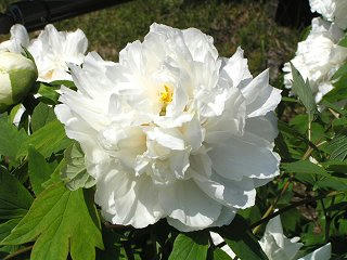 090509_1328_兎川寺に咲く小笠原ぼたん（松本市）