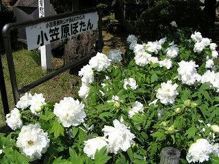 090509_1327_兎川寺に咲く小笠原ぼたん（松本市）