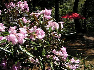 090509_1235_常光寺のシャクナゲ（塩尻市）