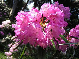 090509_1239_1_常光寺のシャクナゲ（塩尻市）