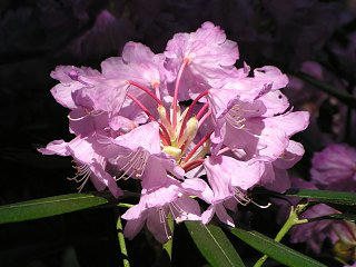 090509_1239_2_常光寺のシャクナゲ（塩尻市）