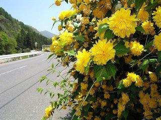 090510_1127_馬曲温泉やまぶき街道（木島平村）