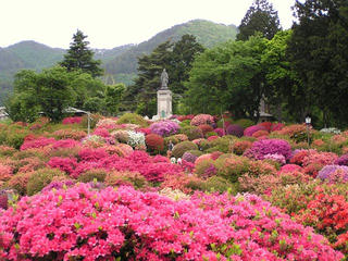 090516_1027_鶴峯公園のつつじ（岡谷市）