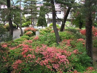 090516_1207_波田小学校のヤマツツジ（波田町）