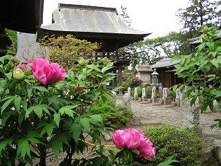 090516_1141_宝輪寺のボタン（松本市）