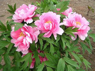 090516_1143_宝輪寺のボタン（松本市）