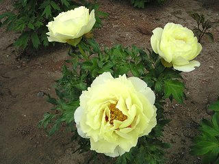 090516_1144_1_宝輪寺のボタン（松本市）