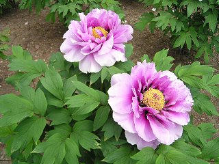 090516_1144_2_宝輪寺のボタン（松本市）