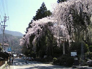 090411_1033_定勝寺のシダレザクラ（大桑村）