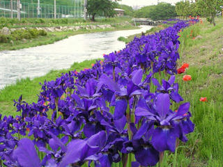 090516_1330_あやめ公園のアヤメ（安曇野市明科）