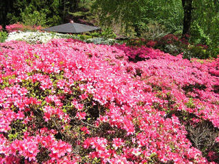 090523_1321_満願寺のツツジ（安曇野市）