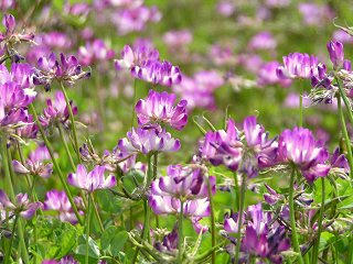 090523_1402_安曇野堀金「れんげの里」づくりプロジェクトチーム」（安曇野市）