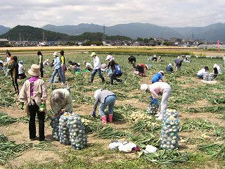 090607_0949_たまねぎ祭り（千曲市雨宮）