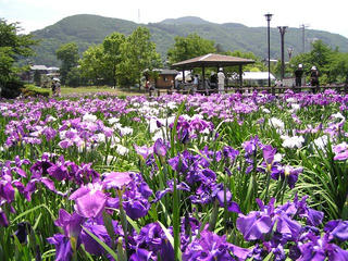 090620_1116_あやめ公園のハナショウブ（安曇野市明科）