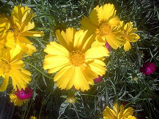 090619_1304_オオキンケイギク（松本市）