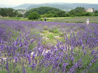 090627_1421_信州国際音楽村のラベンダー（上田市）